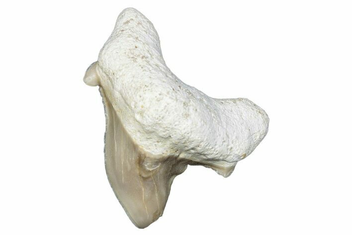 Pathological Otodus Shark Tooth - Morocco #289580